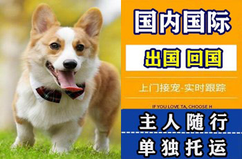 潍坊市宠物托运公司潍坊市宠物托运公司潍坊市宠物托运公司