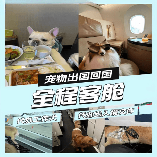 潍坊市宠物托运到白俄罗斯宠物入境规定和要求